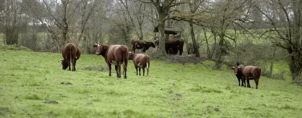 Le Choletais : de belles histoires bio